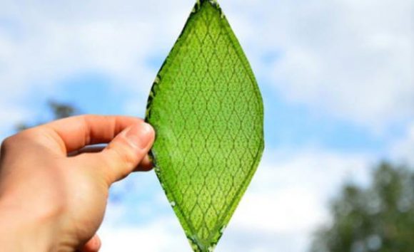 Silk Leaf