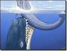 Ballena Asesina