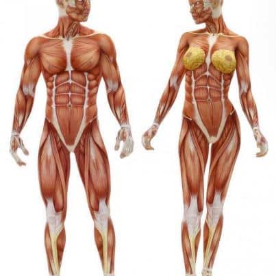 Curiosidades del cuerpo humano cuerpo humano