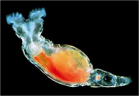 Los Rotíferos: Organismos Microscópicos Del Agua