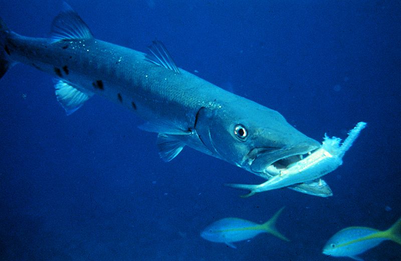 Sphyraena O Barracuda: El Tigre De Los Mares
