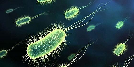 Kpc-Oxa 48: Una Bacteria Inmune A Cualquier Antibiótico